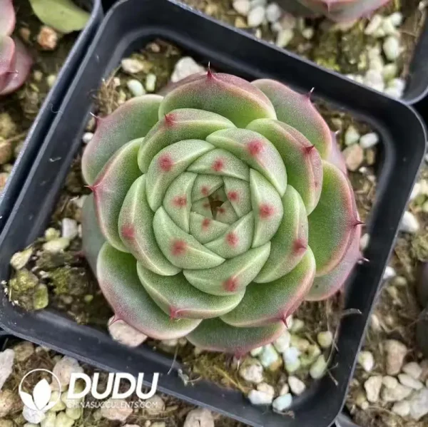 54Pcs Echeveria Fire Kylin - Image 2