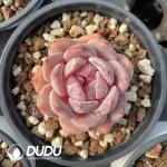 35Pcs Echeveria Purple Elegans Potosina