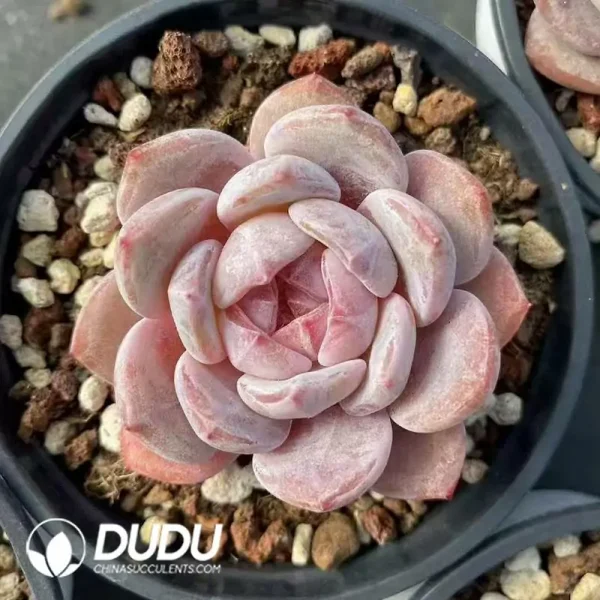 35Pcs Echeveria Purple Elegans Potosina - Image 2