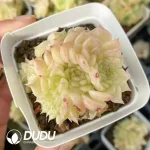 54Pcs Echeveria Apricot Flower Clustering