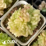 54Pcs Echeveria Apricot Flower Clustering - Image 2