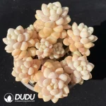 35Pcs Graptopetalum Cream Cocoa