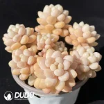 35Pcs Graptopetalum Cream Cocoa - Image 2