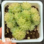 35Pcs Echeveria Small Face Malgan Clustering