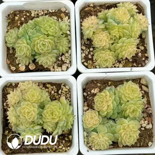 35Pcs Echeveria Small Face Malgan Clustering - Image 2