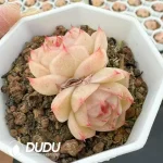 54Pcs Echeveria Linglong Jenny Double Heads