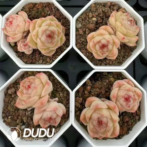 54Pcs Echeveria Linglong Jenny Double Heads - Image 2