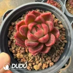 35Pcs Echeveria Red Agavoides