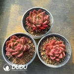 35Pcs Echeveria Red Agavoides - Image 2