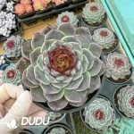 20Pcs Echeveria Red Velvet