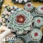 20Pcs Echeveria Red Velvet - Image 2