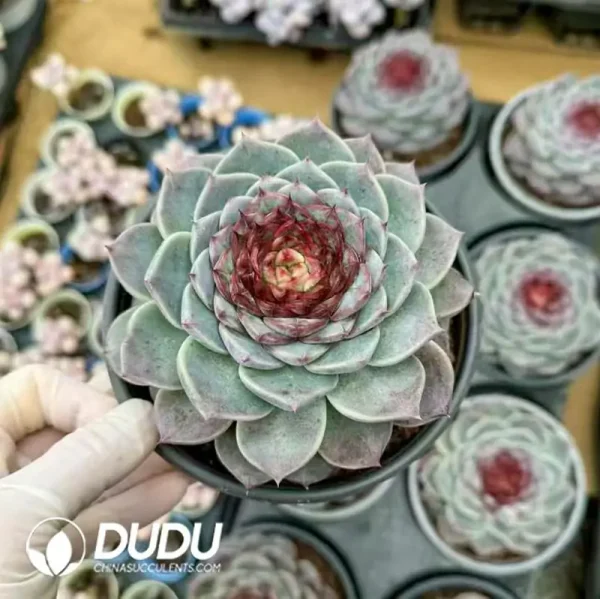 20Pcs Echeveria Red Velvet - Image 2