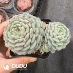 54Pcs Echeveria Hani Double Heads