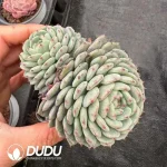 54Pcs Echeveria Hani Double Heads - Image 2