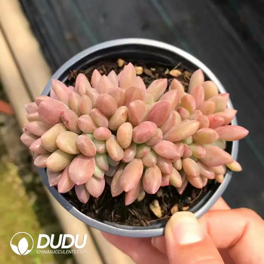 1756121032-e201-562-1.webp 32Pcs Echeveria ruby donna Cristata - Image 1