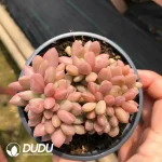 32Pcs Echeveria ruby donna Cristata - Image 2