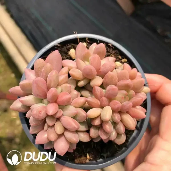 32Pcs Echeveria ruby donna Cristata - Image 2