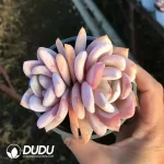32Pcs Echeveria Snow Monroei Double Head