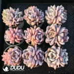 32Pcs Echeveria Snow Monroei Double Head - Image 2