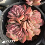 32Pcs Echeveria Rose Ice Clustering(4 Heads)