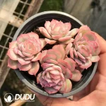 32Pcs Echeveria Rose Ice Clustering(4 Heads) - Image 2