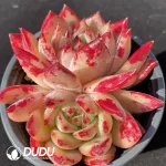 32Pcs Echeveria Red Latam* Ratam Double Head