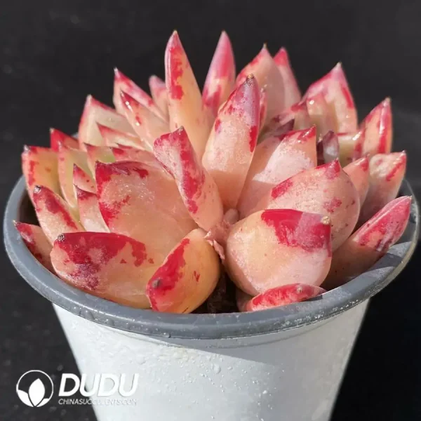32Pcs Echeveria Red Latam* Ratam Double Head - Image 2