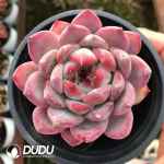 32Pcs Echeveria Ziling
