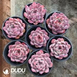 32Pcs Echeveria Ziling - Image 2