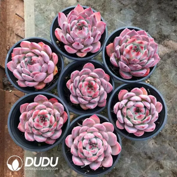 32Pcs Echeveria Ziling - Image 2