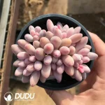 32Pcs Pachyveria Purple Star Beauty Clustering(6 Heads)