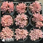 32Pcs Pachyveria Purple Star Beauty Clustering(6 Heads) - Image 2