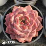32Pcs Echeveria Amber