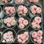 32Pcs Echeveria Velvet Clustering