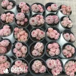 32Pcs Echeveria Velvet Clustering - Image 2