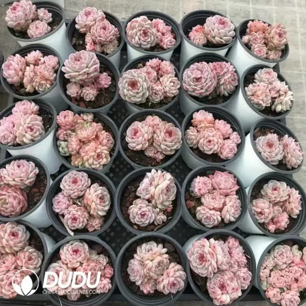 32Pcs Echeveria Velvet Clustering - Image 2