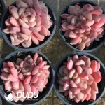 32Pcs Echeveria Ling Snow Clustering