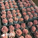 32Pcs Echeveria Ling Snow Clustering - Image 2