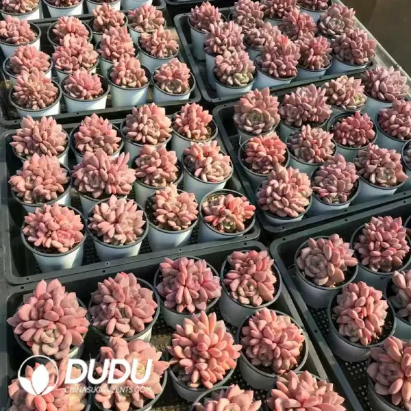 32Pcs Echeveria Ling Snow Clustering - Image 2