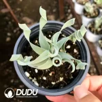 32Pcs Albuca namaquensis Baker