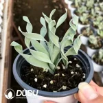 32Pcs Albuca namaquensis Baker - Image 2