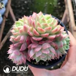 $3.7*32Pcs Echeveria Lime&Chili Variegated Clustering