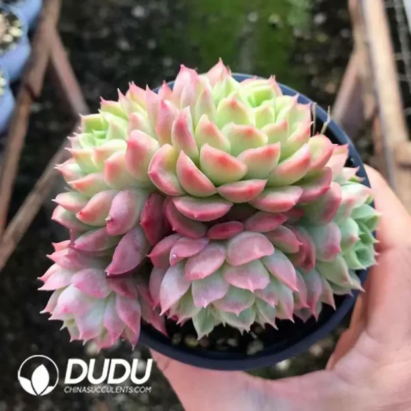 1756121063-e201-577.webp $3.7*32Pcs Echeveria Lime&Chili Variegated Clustering - Image 1