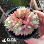 $3.7*32Pcs Echeveria Lime&Chili Variegated Clustering - Image 2