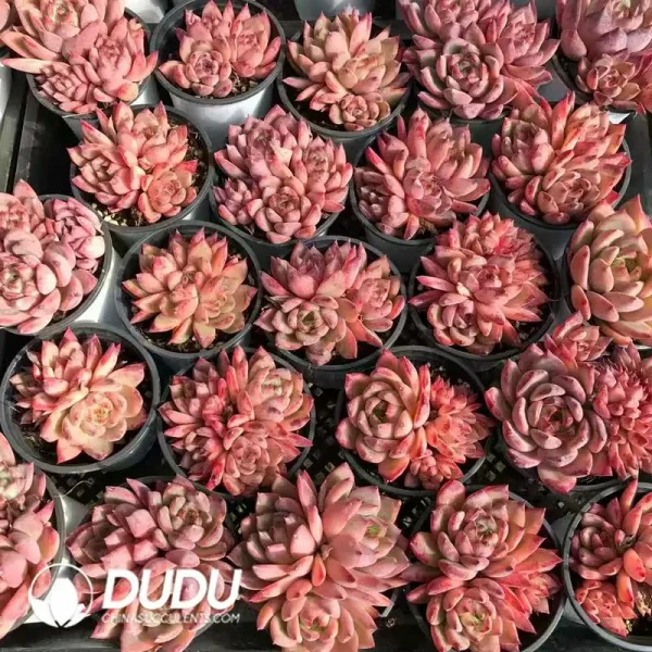 1756121067-e201-579.webp $4.5*32Pcs Echeveria Red Pulled Sugar Clustering - Image 1