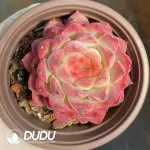 35Pcs Echeveria Dreamy Nebula