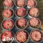 35Pcs Echeveria Dreamy Nebula - Image 2