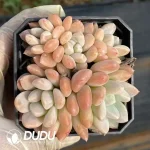 63Pcs Echeveria Ruan Lingyu Clustering