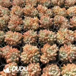 63Pcs Echeveria Ruan Lingyu Clustering - Image 2
