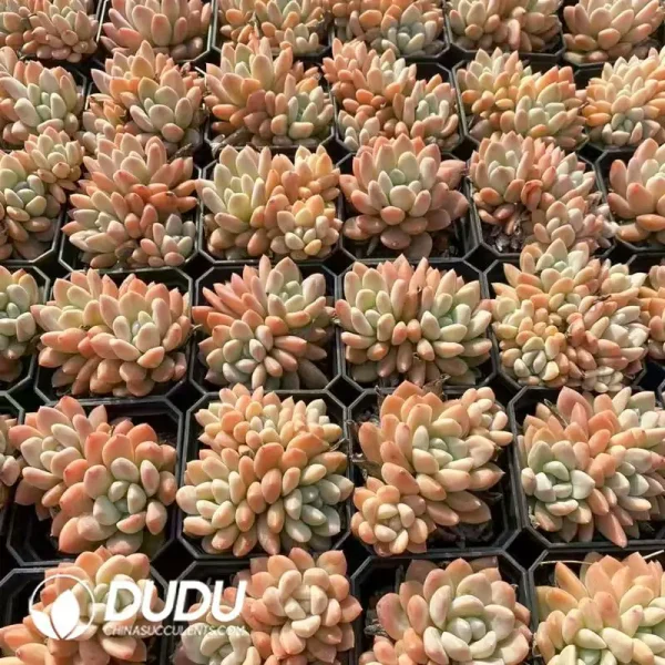 63Pcs Echeveria Ruan Lingyu Clustering - Image 2